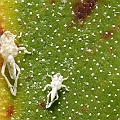 Aegialitis annulata (Club Mangrove) Salt crystals on the upper leaf surface<br />Canon KDX (400D) + EFS60 F2.8 + SPEEDLITE 380EX